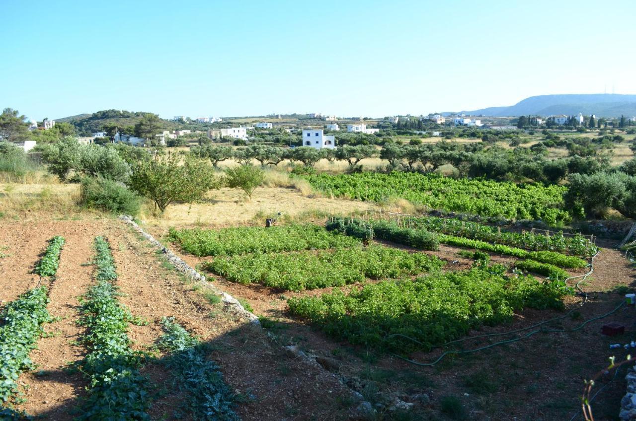 Theofilos Apartament *